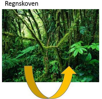 regnskoven - et naturligt økosystem 